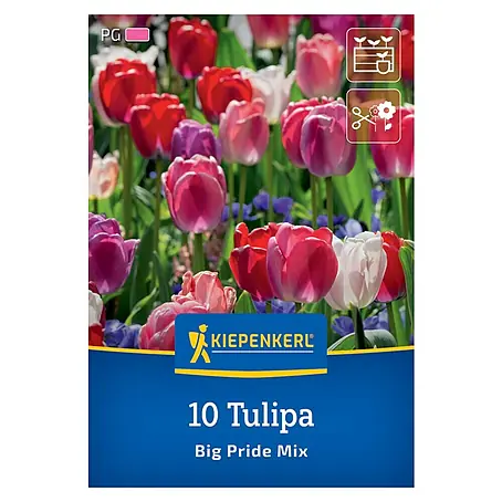 Kiepenkerl  Blumenzwiebeln Tulpenmischung