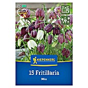 Kiepenkerl Cvjetne lukovice Logarica Mix  (Fritillaria meleagris, 15 Kom.) | BAUHAUS