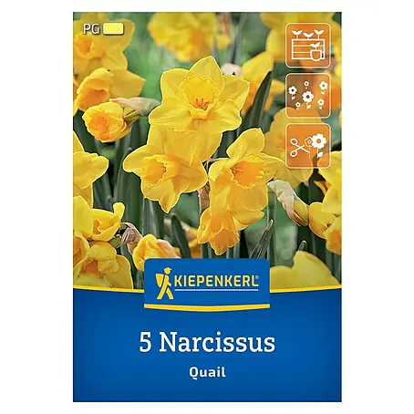 Kiepenkerl  Blumenzwiebeln Narzisse
