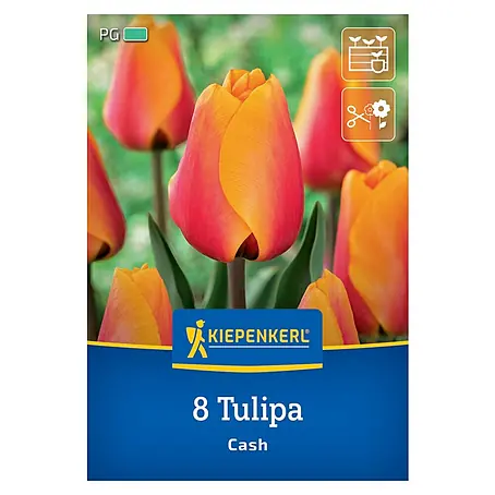 Kiepenkerl  Blumenzwiebeln Tulpe