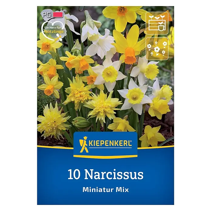 Kiepenkerl Blumenzwiebeln Miniatur-Narzissen Mischung - Narcissus pseudonarcissus, 10 Stk. - Blumenpackung mit 10 Miniatur-Narzissen-Mischungen von Kiepenkerl mit bunten Narzissenblüten in Gelb-, Weiß- und Orangetönen.