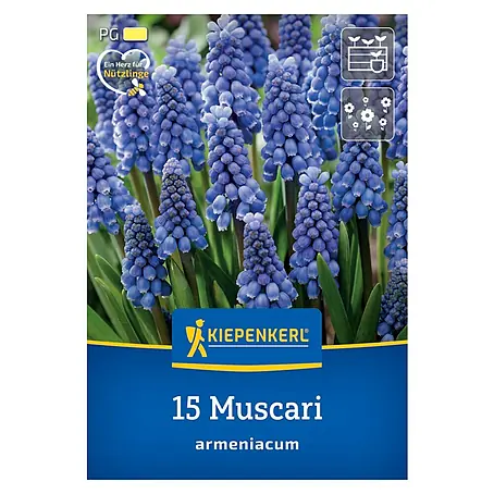 Kiepenkerl  Blumenzwiebeln Traubenhyazinthe