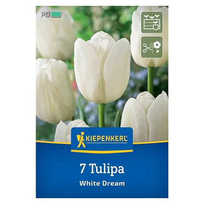 Kiepenkerl Blumenzwiebeln Tulpe - Tulipa x Hybrida 'White Dream', 7 Stk. - Abbildung der '7 Tulipa White Dream', einer eleganten, weißen Tulpensorte, ideal für Gärten und als Schnittblume.