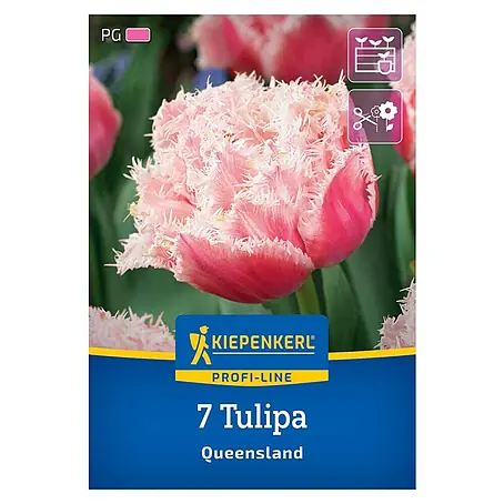 Kiepenkerl Profi-Line Blumenzwiebeln Tulpe