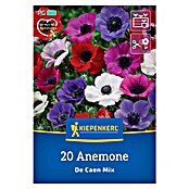 Kiepenkerl Cvjetne lukovice Mješavina proljetne anemone Da Caen  (Anemone coronaria De Caen, 20 Kom.) | BAUHAUS