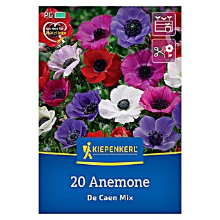 Kiepenkerl Cvjetne lukovice Mješavina proljetne anemone Da Caen (Anemone coronaria De Caen, 20 Kom.)