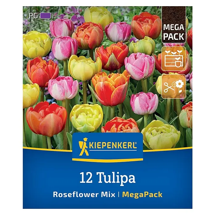 Kiepenkerl Blumenzwiebeln Tulpenmischung - Tulipa x Hybrida Roseflower Mix, 12 Stk. - Bild einer Packung mit 12 Tulpen 'Roseflower Mix | MegaPack' von Kiepenkerl, mit einer farbenfrohen Mischung aus Rosenblütentulpen.
