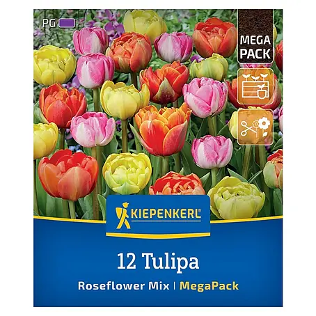 Kiepenkerl  Blumenzwiebeln Tulpenmischung