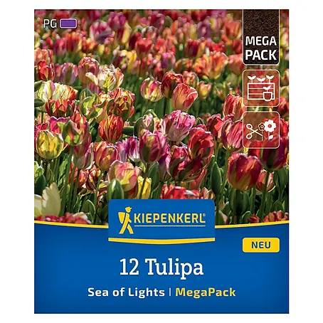 Kiepenkerl  Blumenzwiebeln Tulpenmischung