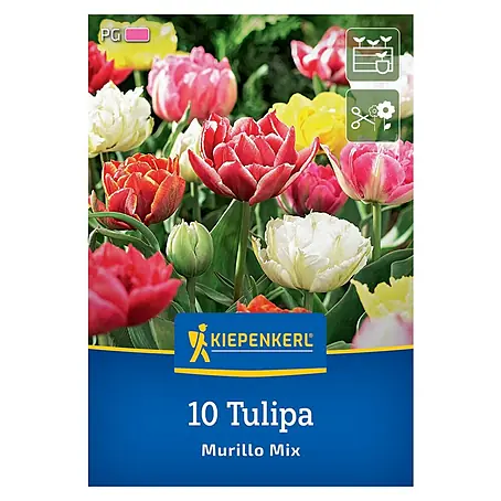 Kiepenkerl  Blumenzwiebeln Tulpe