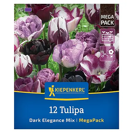 Kiepenkerl  Blumenzwiebeln Mega-Pack