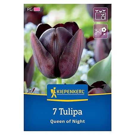 Kiepenkerl  Blumenzwiebeln Tulpe