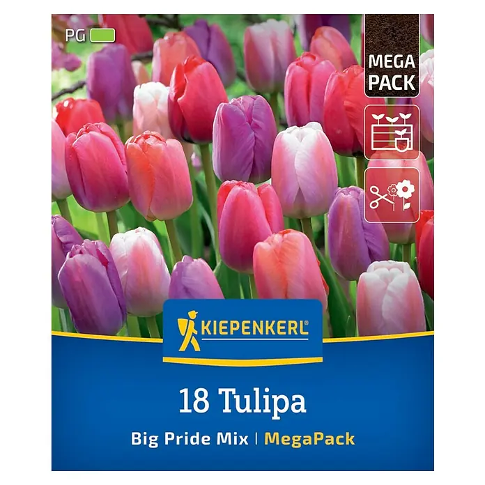 Kiepenkerl Blumenzwiebeln Tulpenmischung - Tulipa x Hybrida 'Big Pride', 18 Stk. - Verpackung mit 18 Tulipa-Blumenzwiebeln der Sorte Big Pride Mix von Kiepenkerl. Attraktive Mischung für den Garten.