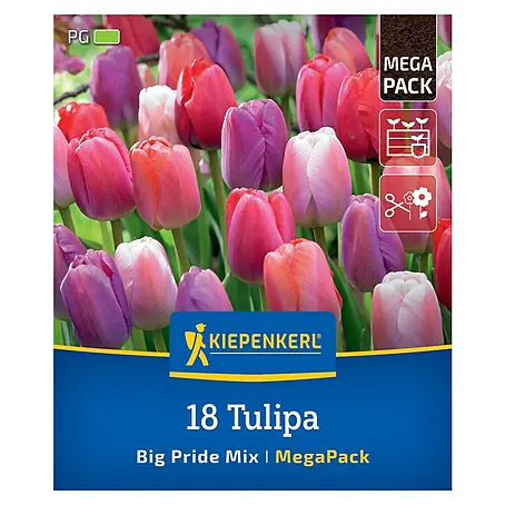 Kiepenkerl  Blumenzwiebeln Tulpenmischung