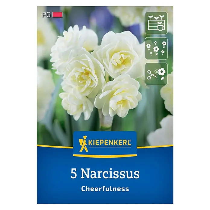 Kiepenkerl Blumenzwiebeln Poetaz Narzisse - Narcissus pseudonarcissus Cheerfulness, 5 Stk. - Packung Narzissen 'Cheerfulness' mit gefüllten, cremeweißen Blüten für einen fröhlichen Frühlingsgarten.