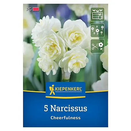 Kiepenkerl  Blumenzwiebeln Poetaz Narzisse