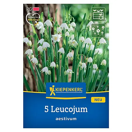 Kiepenkerl  Blumenzwiebeln Sommerknotenblume