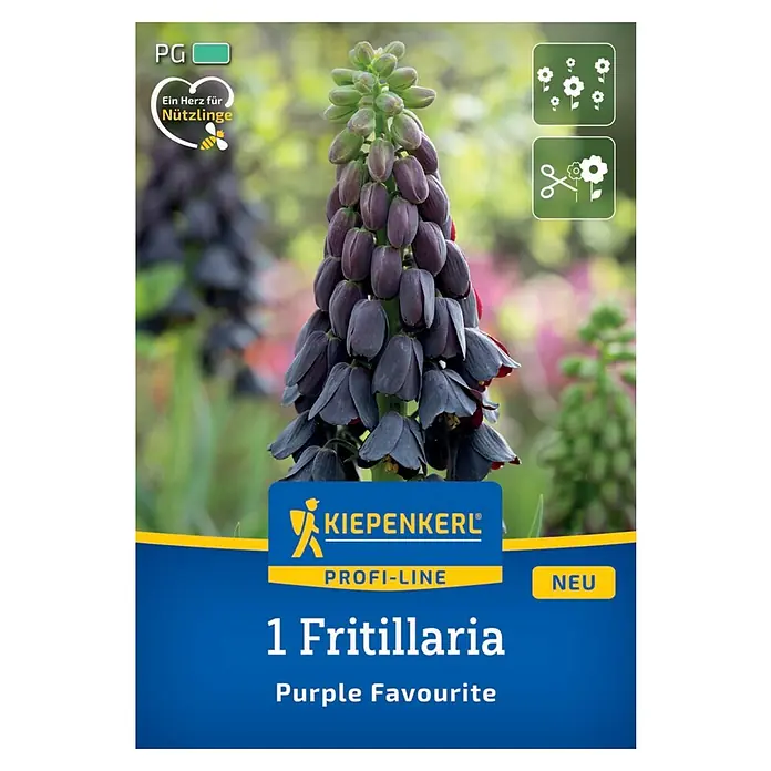 Kiepenkerl Profi-Line Blumenzwiebeln Persische Kaiserkrone - Fritillaria persica 'Purple Favourite', 1 Stk. - Produktbild einer Fritillaria 'Purple Favourite', einer eleganten, dunklen Zierpflanze für den Garten.