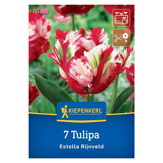 Kiepenkerl Blumenzwiebeln Tulpe - Tulipa x Hybrida 'Estella Rijnveld', 7 Stk. - Produktbild einer Kiepenkerl "Estella Rijnveld" Tulpenpackung mit roten, weißen und grünen Blüten.