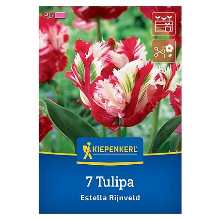 Kiepenkerl  Blumenzwiebeln Tulpe