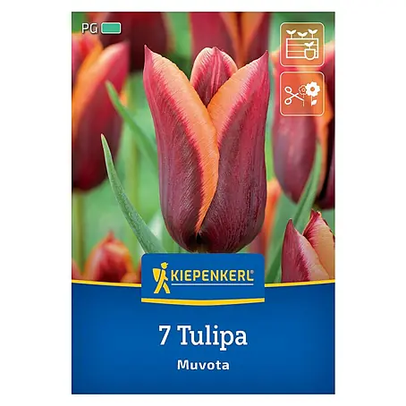 Kiepenkerl  Blumenzwiebeln Tulpe