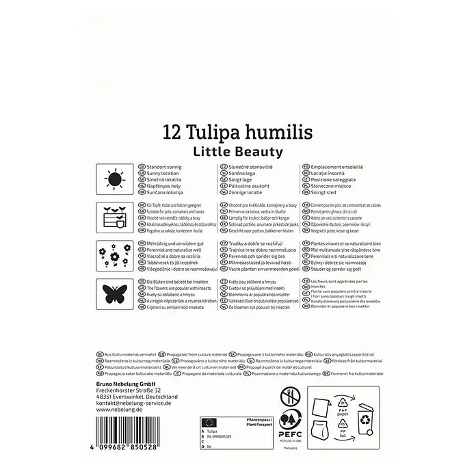 Kiepenkerl Blumenzwiebeln Wildtulpe - Tulipa humilis 'Little Beauty', 12 Stk. - Packung mit 12 Tulipa humilis 'Little Beauty' Blumenzwiebeln für sonnige Standorte, geeignet für Töpfe und Rabatten.