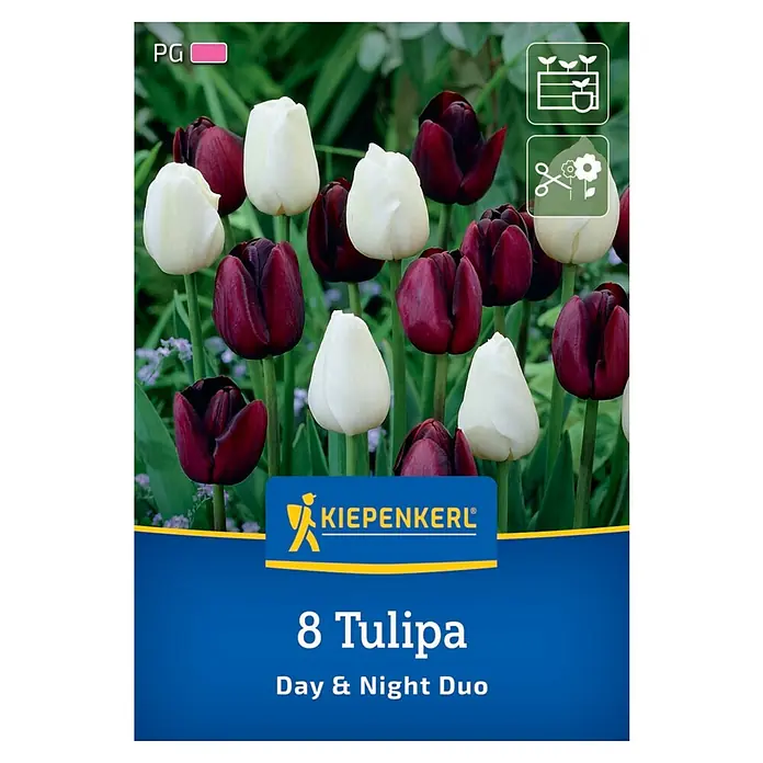 Kiepenkerl Blumenzwiebeln Tulpenmischung - Tulipa x Hybrida 'Day & Night Duo', 8 Stk. - Tulpenmischung "Day & Night Duo" von Kiepenkerl. 8 Tulpenzwiebeln für kontrastreiche Blüten in Weiß und Dunkelrot für Beet und Vase.