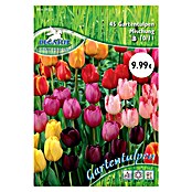 Blumenzwiebeln Gartentulpen (Tulipa x Hybrida, 45 Stk.) | BAUHAUS