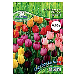 Blumenzwiebeln Gartentulpen (Tulipa x Hybrida, 45 Stk.)