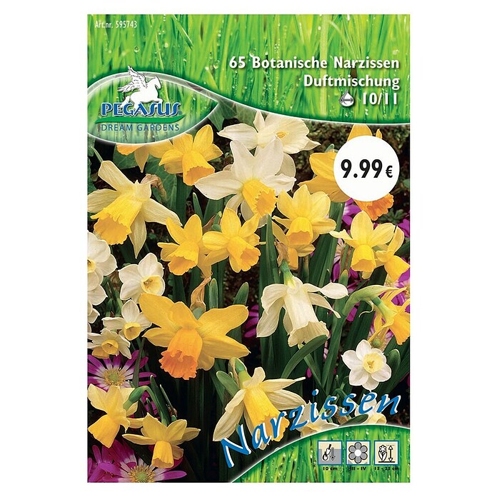 Blumenzwiebeln Botanische Narzissen (Narcissus pseudonarcissus, 65 Stk.) | BAUHAUS