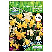 Blumenzwiebeln Botanische Narzissen (Narcissus pseudonarcissus, 65 Stk.) | BAUHAUS
