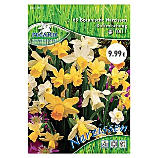 Blumenzwiebeln Botanische Narzissen (Narcissus pseudonarcissus, 65 Stk.)