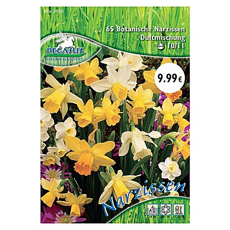 Blumenzwiebeln Botanische Narzissen (Narcissus pseudonarcissus, 65 Stk.)