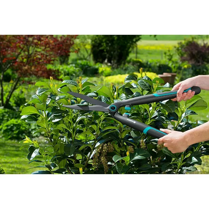 Gardena EasyCut Tijeras de podar manuales - Largo: 640 mm - Una persona recorta un seto verde en el jardín con las tijeras de podar Gardena, con detalles en negro y turquesa.