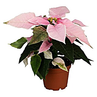 Piardino Weihnachtsstern (Euphorbia pulcherrima, Topfgröße: 6 cm)