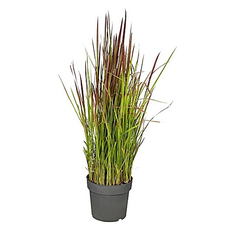 Piardino Ziergräser XL (Verschiedene Sorten, Topfvolumen: 5 l)