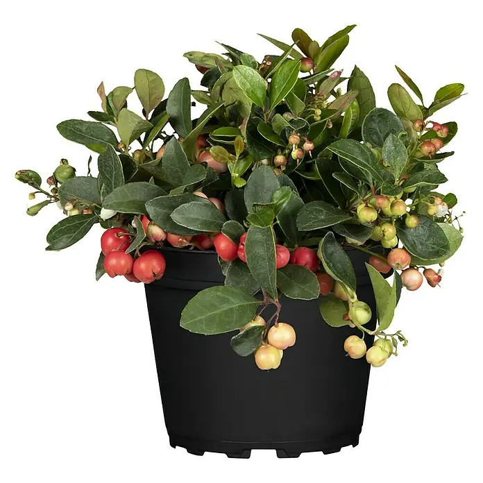 Piardino Gaulteria - Gaultheria procumbens, Tamaño de maceta: 9 cm - Una exuberante maceta de arándanos rojos, que muestra bayas rojas, verdes y rosas vibrantes entre hojas verdes brillantes.