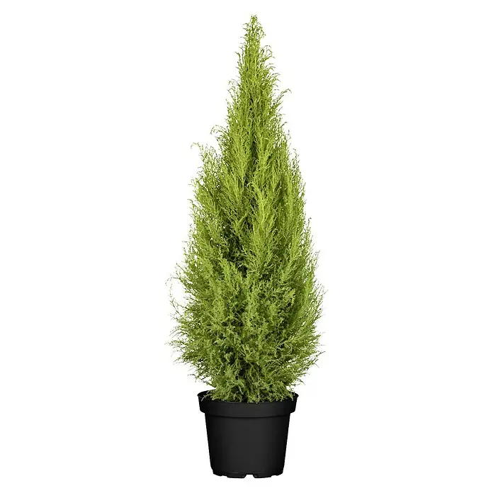 Piardino Ciprés Goldcrest Wilma - Cupressus macrocarpa 'Goldcrest', Tamaño de maceta: 23 cm - Elegante ciprés en maceta. Planta decorativa para un ambiente elegante.