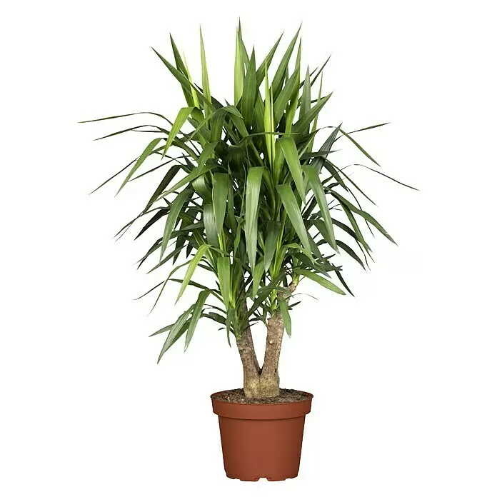sansevieria zeylanica giftig Sansevieria zeylanica
