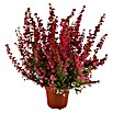 Brezo (Erica gracilis, Tamaño de maceta: 11 cm, Rojo)