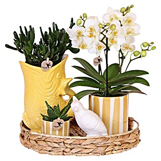 Piardino Zimmerpflanzen-Arrangement Green up your home (Sunset yellow, Phalaenopsis multiflora & Sukkulente i.S.)