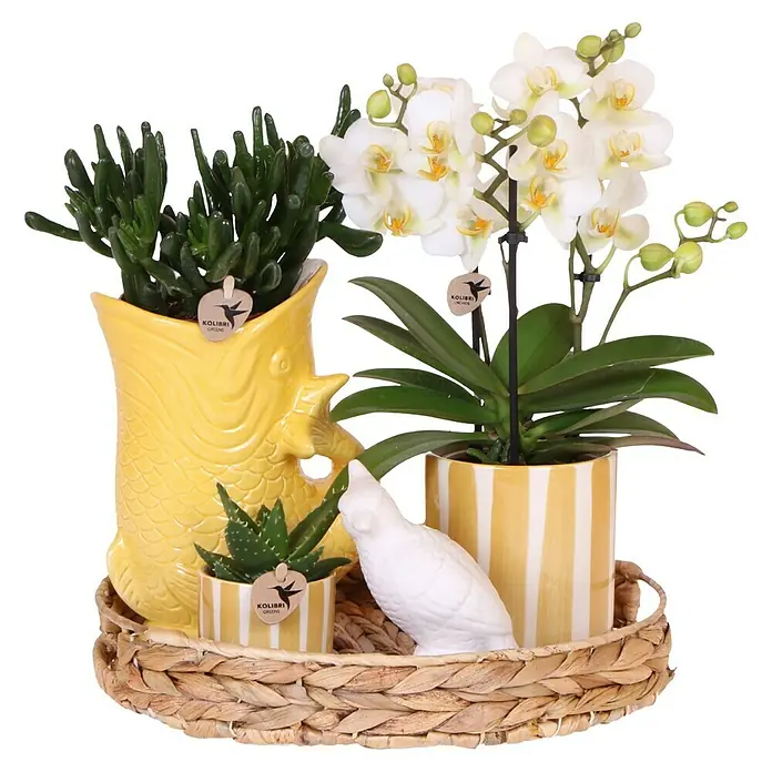 Piardino Schmetterlingsorchidee Arrangement - Sunset yellow, Phalaenopsis multiflora & Sukkulente i.S. - Pflanzenarrangement mit Sukkulenten in gelben Töpfen und einer weißen Orchidee auf einem gewebten Tablett.