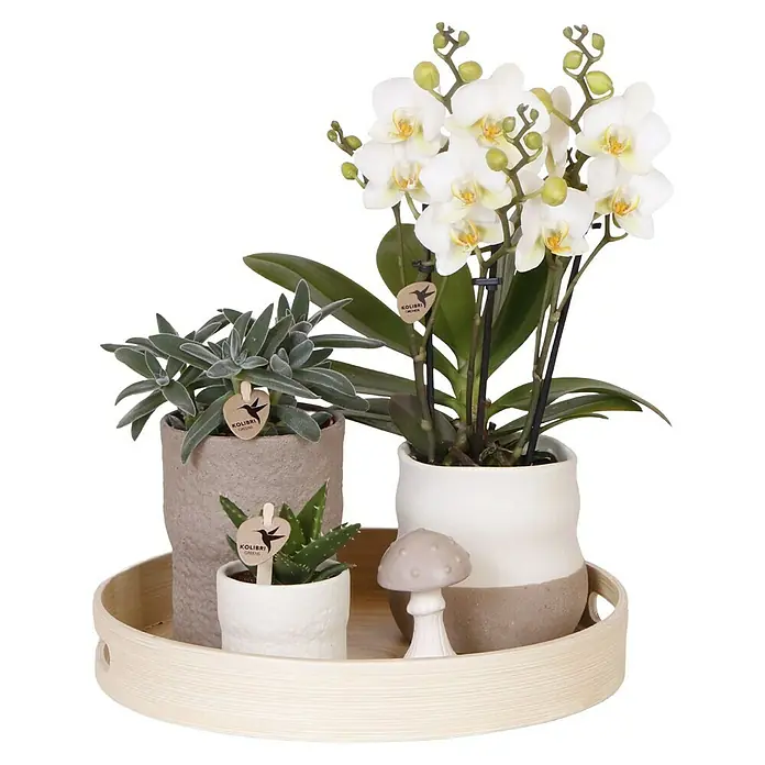 Piardino Schmetterlingsorchidee Arrangement - Slow Living, Phalaenopsis & Sukkulenten i.S. - Arrangement aus Orchideen, Sukkulenten und einem Pilz auf einem runden Holztablett für eine stilvolle Dekoration.