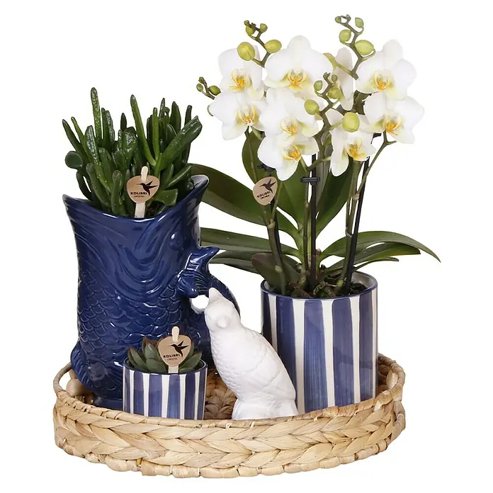 Piardino Schmetterlingsorchidee Arrangement - Sunset blue, Phalaenopsis multiflora & Sukkulente i.S. - Arrangement mit Sukkulenten und Orchideen in blauen Töpfen und einem Korb, ergänzt durch eine dekorative Vogelstatue.