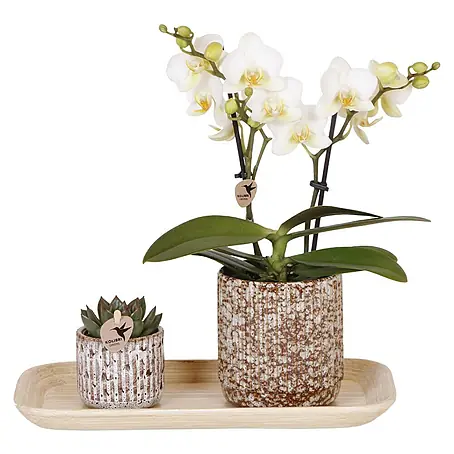 Piardino  Schmetterlingsorchidee Arrangement