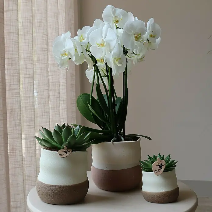 Piardino Schmetterlingsorchidee Arrangement - Slow Living, Phalaenopsis & Sukkulenten i.S. - Eine stilvolle Anordnung von drei Zimmerpflanzen, darunter eine weiße Orchidee und Sukkulenten, in passenden Keramiktöpfen mit zweifarbigen Akzenten.