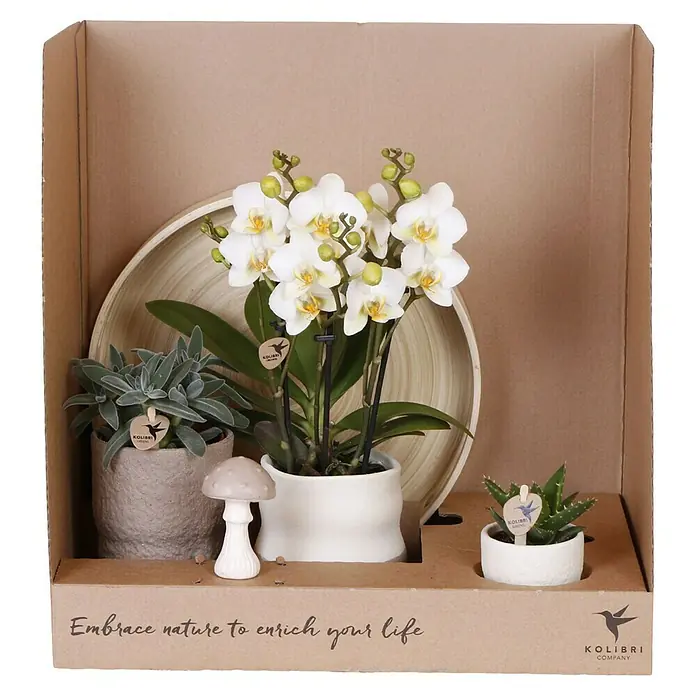 Piardino Schmetterlingsorchidee Arrangement - Slow Living, Phalaenopsis & Sukkulenten i.S. - Eine Kollektion von Zimmerpflanzen, darunter Orchideen und Sukkulenten, die in passenden Töpfen in einer Box präsentiert werden.