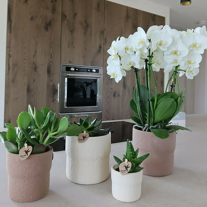 Piardino Schmetterlingsorchidee Arrangement - Slow Living, Phalaenopsis & Sukkulenten i.S. - Nahaufnahme von Sukkulenten und einer Orchidee der Marke Kolibri, die in stilvollen Töpfen auf einer Küchentheke stehen.