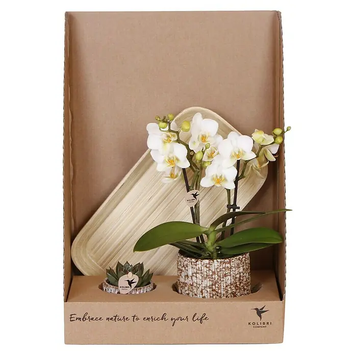 Piardino Schmetterlingsorchidee Arrangement - Untamed Nature, Phalaenopsis & Sukkulente i.S. - Ein Arrangement mit einer weißen Orchidee und einer Sukkulente im passenden Keramiktopf in einer Geschenkverpackung.