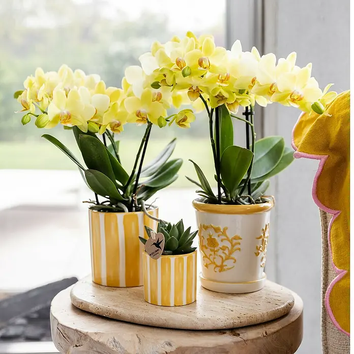 Piardino Schmetterlingsorchidee Arrangement - Sunset yellow, Phalaenopsis multiflora & Sukkulente i.S. - Gelbe Orchideen in dekorativen Töpfen. Die eleganten Orchideen in gelb sind ein Blickfang, arrangiert in gestreiften und verzierten Töpfen.